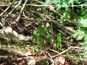 Photo_5