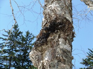 Photo_6