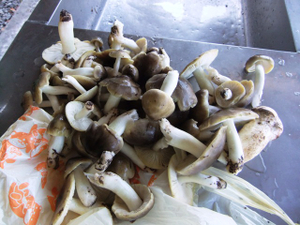 Photo_4