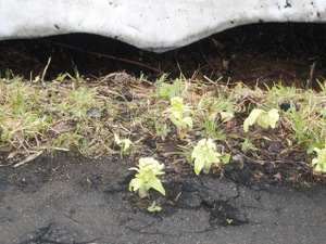 Cimg0884_2