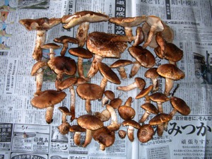 Photo_6
